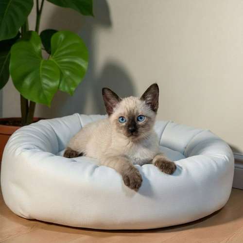 Gatito SIAMES disponible - Imagen 7