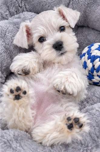 Schnauzer mini - Imagen 3