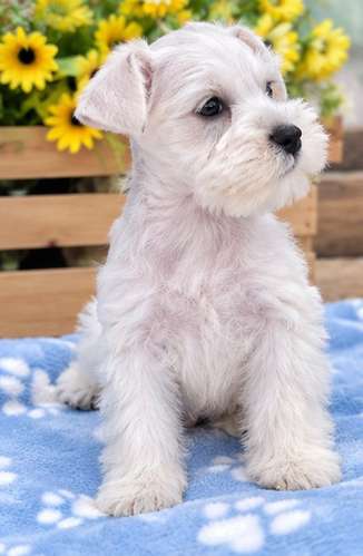 Schnauzer mini - Imagen 4