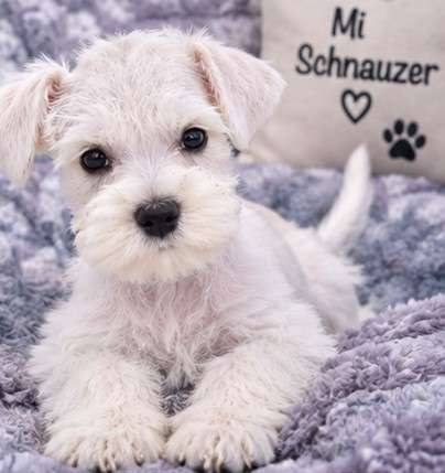 Schnauzer mini - Imagen 2