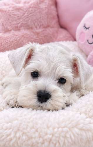 Schnauzer mini - Imagen 6