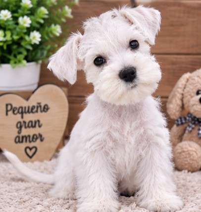 Schnauzer mini