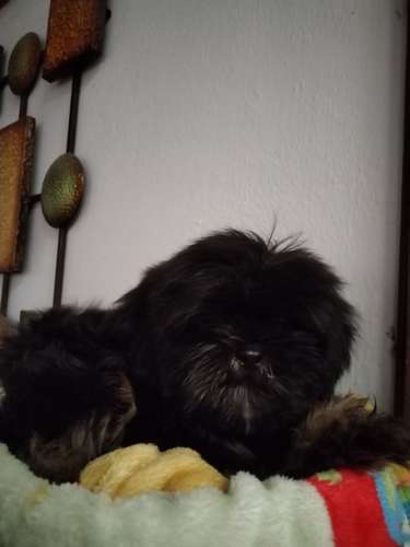 Pequines maltes macho 95000  - Imagen 2