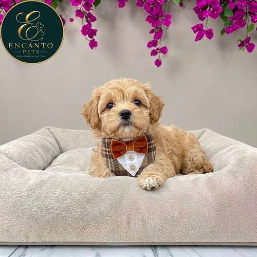 Cachorro Pequinés Maltés / Pekingese Maltese Mix disponible - Imagen 5