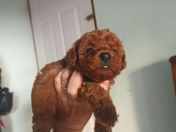 Frens poodle red