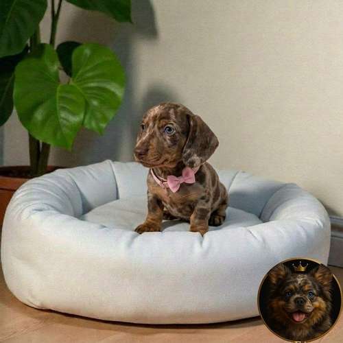 Cachorro Salchicha Miniatura Arlequín Chocolate / Miniature Dachshund Dapple Chocolate disponible