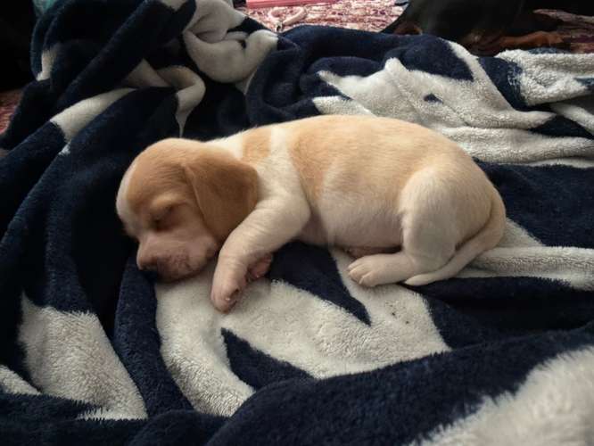 Cachorros Beagle  - Imagen 2