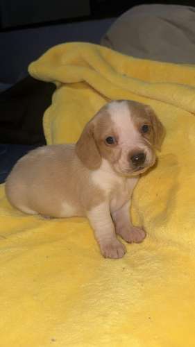 Cachorros Beagle  - Imagen 3