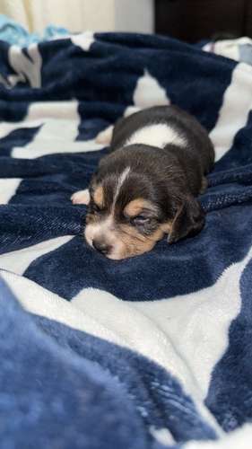 Cachorros Beagle 