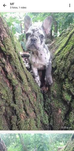 Bulldog francés hembra blue merle 
