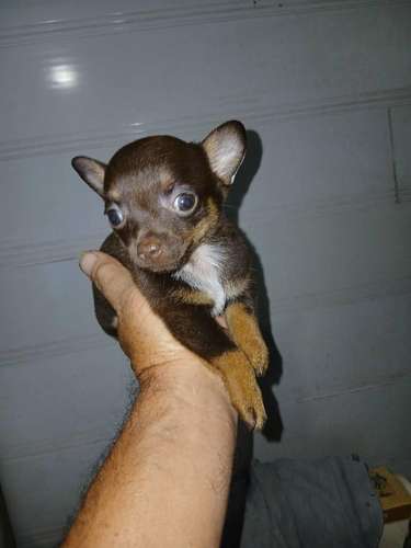 Chihuahuas