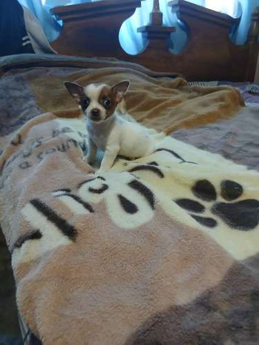 Chihuahuas
