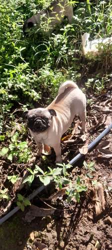 Hembra pug