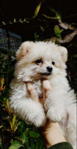 Pomeranian macho  - Imagen 2