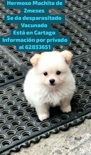 Pomeranian macho  - Imagen 1