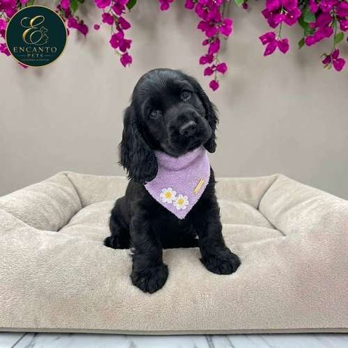 Cachorro COCKER SPANIEL INGLES TRADICIONAL disponible - Imagen 8