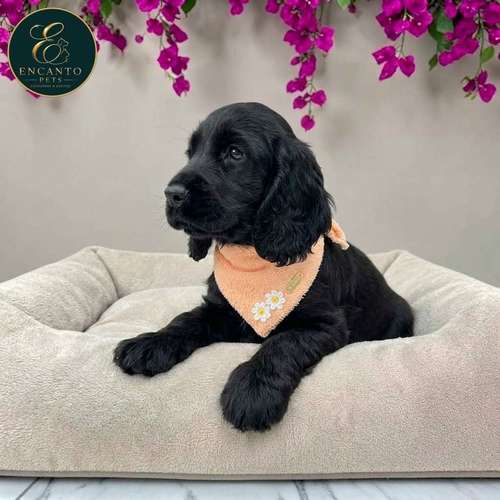 Cachorro COCKER SPANIEL INGLES TRADICIONAL disponible - Imagen 4