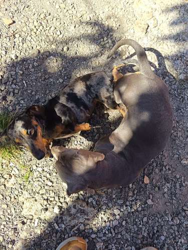 Salchicha Piebald Dapple hembra  - Imagen 6