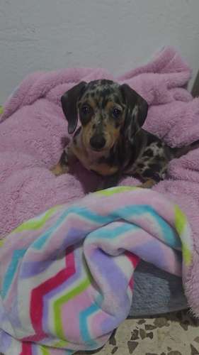 Salchicha Piebald Dapple hembra  - Imagen 3