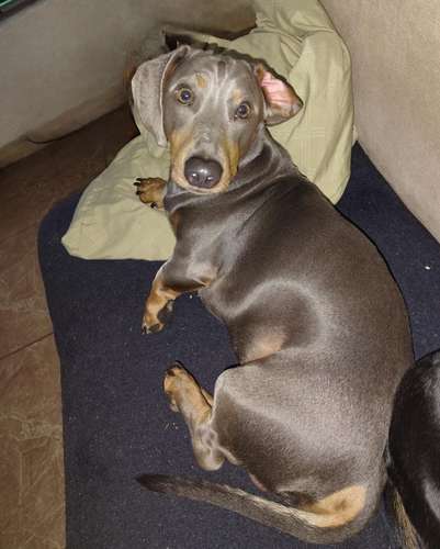Salchicha Piebald Dapple hembra  - Imagen 5