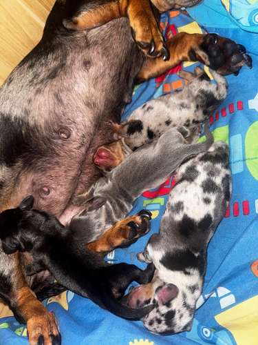 Salchicha Piebald Dapple hembra  - Imagen 7