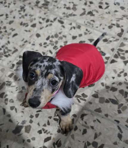 Salchicha Piebald Dapple hembra 