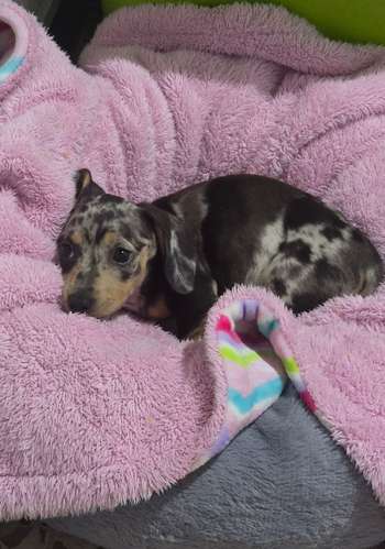 Salchicha Piebald Dapple hembra  - Imagen 2