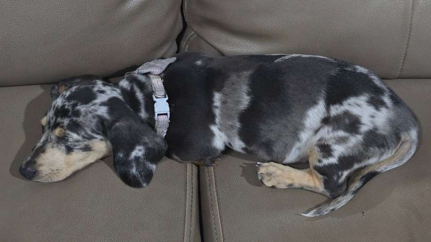 Salchicha Piebald Dapple hembra  - Imagen 4