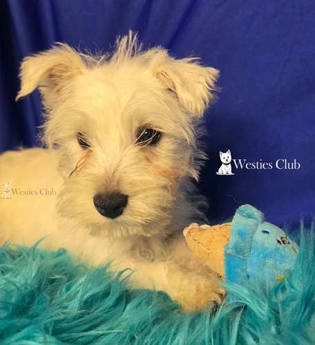 ¡Hermosos cachorros West Highland White Terrier (Westies) de excelente genética disponibles! 