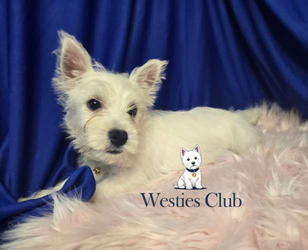 ¡Hermosos cachorros West Highland White Terrier (Westies) de excelente genética disponibles! 
