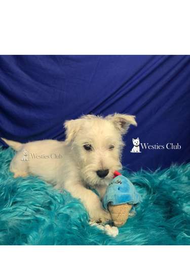 ¡Hermosos cachorros West Highland White Terrier (Westies) de excelente genética disponibles! 