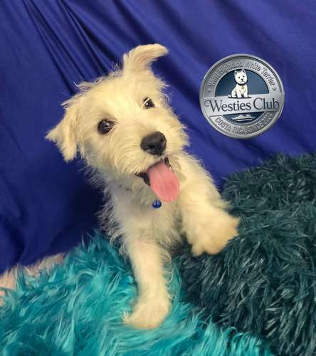 ¡Hermosos cachorros West Highland White Terrier (Westies) de excelente genética disponibles! 
