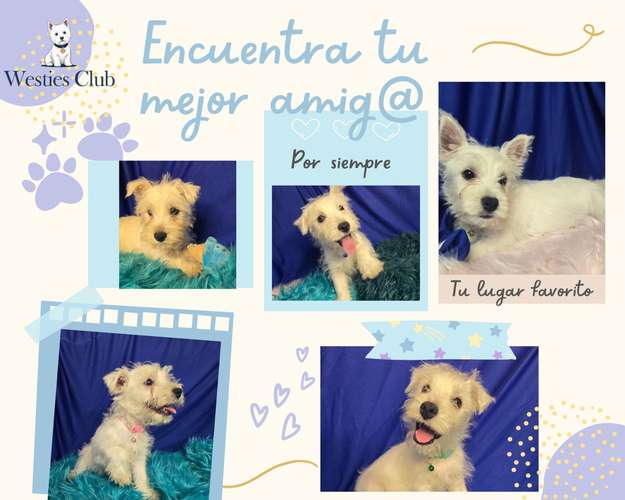 ¡Hermosos cachorros West Highland White Terrier (Westies) de excelente genética disponibles! 