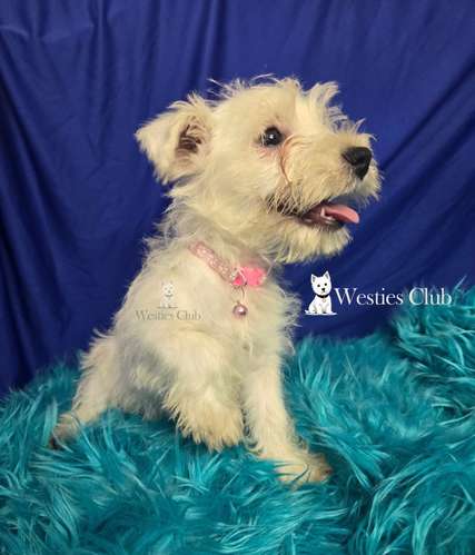 ¡Hermosos cachorros West Highland White Terrier (Westies) de excelente genética disponibles! 