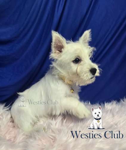 ¡Hermosos cachorros West Highland White Terrier (Westies) de excelente genética disponibles! 