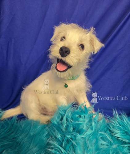 ¡Hermosos cachorros West Highland White Terrier (Westies) de excelente genética disponibles! 
