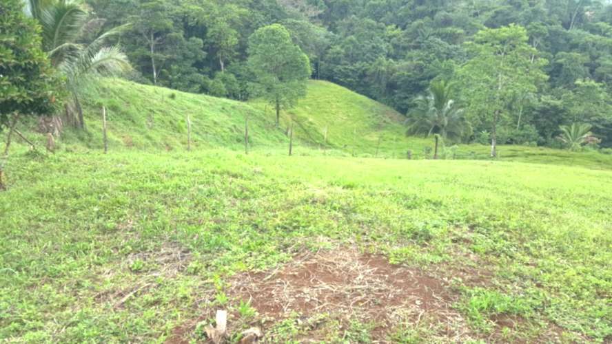 Venta finca Alajuela San Ramón  - Imagen 7