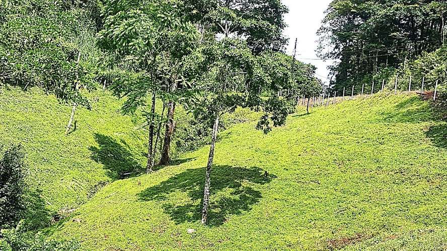 Venta finca Alajuela San Ramón  - Imagen 6