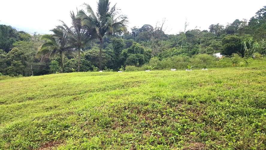 Venta finca Alajuela San Ramón  - Imagen 8