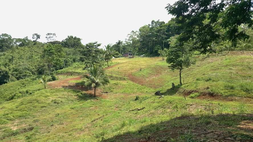 Venta finca Alajuela San Ramón  - Imagen 5