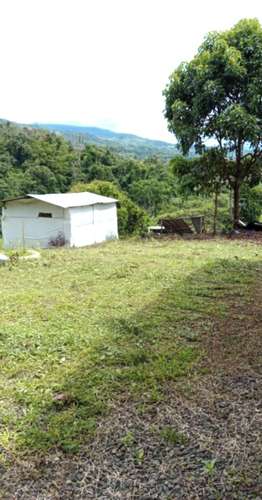 Venta finca Alajuela San Ramón  - Imagen 9
