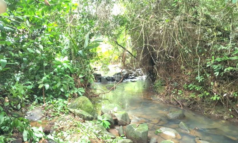 Venta finca Alajuela San Ramón  - Imagen 4