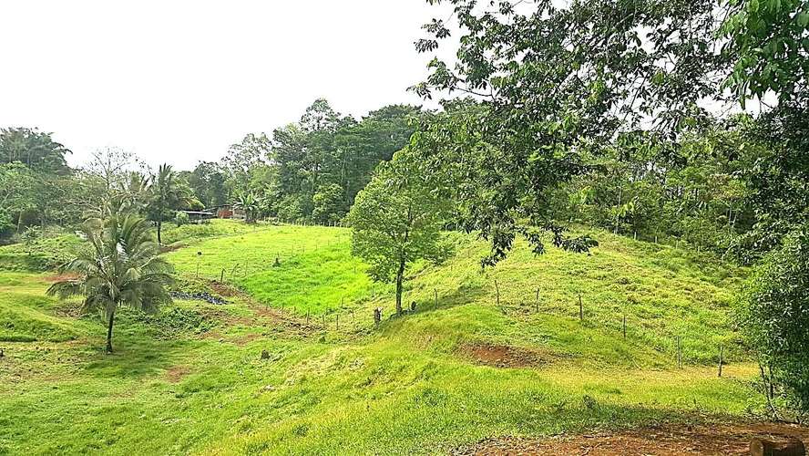 Venta finca Alajuela San Ramón  - Imagen 2