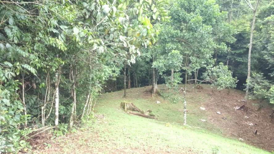 Venta finca Alajuela San Ramón  - Imagen 3