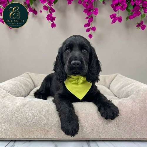 Cachorro COCKER SPANIEL INGLES TRADICIONAL disponible
