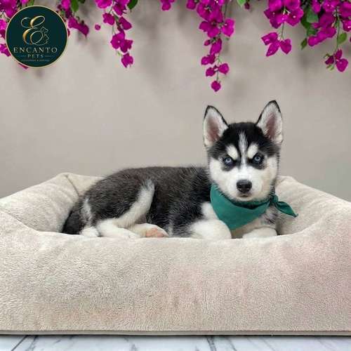 Cachorro HUSKY SIBERIANO disponible
