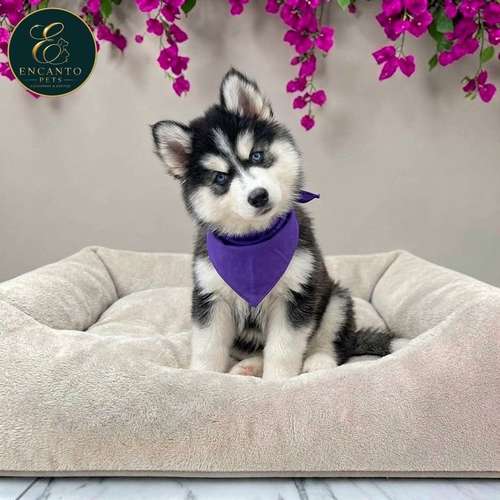 Cachorro HUSKY SIBERIANO disponible - Imagen 3