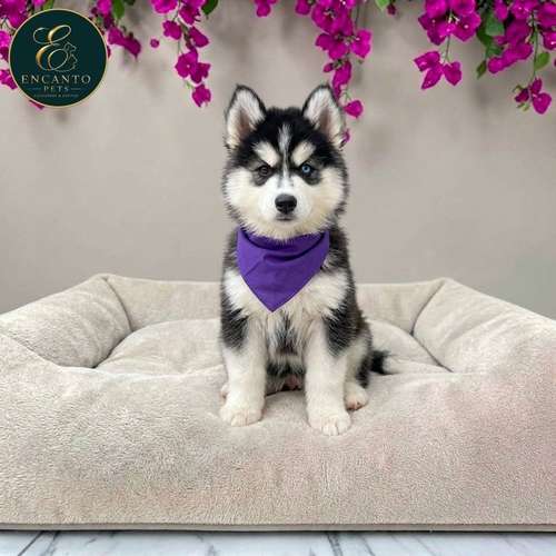 Cachorro HUSKY SIBERIANO disponible - Imagen 2