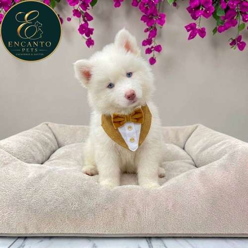 Cachorro HUSKY SIBERIANO disponible - Imagen 5