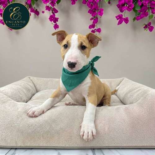 Cachorro Bull Terrier / Bull Terrier disponible - Imagen 3